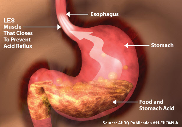 esophagus and stomach